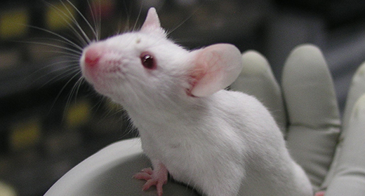 マウスクリーンアップ